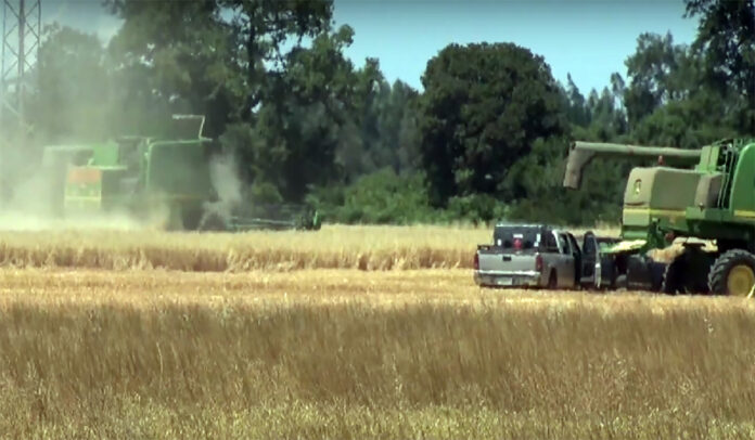 "Esperamos contar con condiciones adecuadas para que cada productor pueda seguir sembrando trigo y garantizando el abastecimiento"